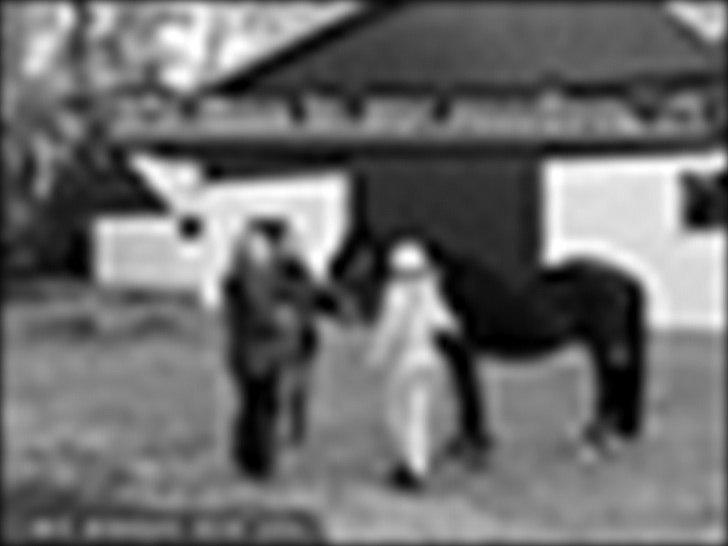 Anden særlig race Bruno Bamsen. (y) - jeg savner dig :´( billede 13