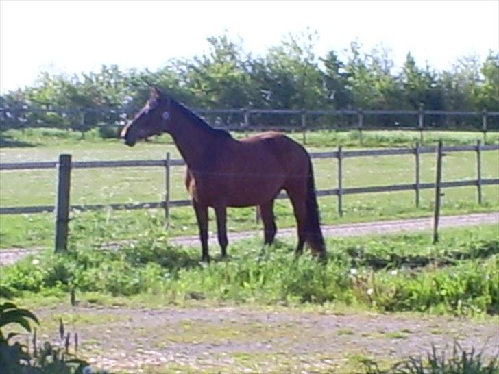 Trakehner Rythuna billede 1