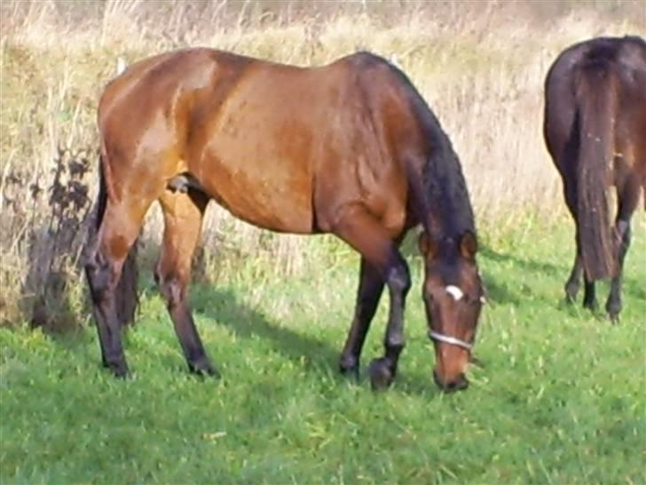 Trakehner Rythuna billede 2