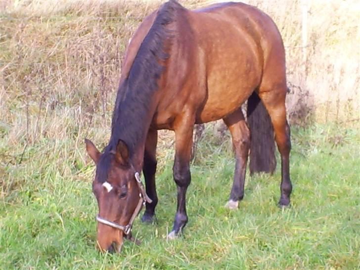 Trakehner Rythuna billede 3