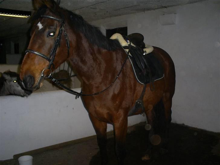 Trakehner Rythuna - Hun er ved at lære at have udstyr på. billede 4