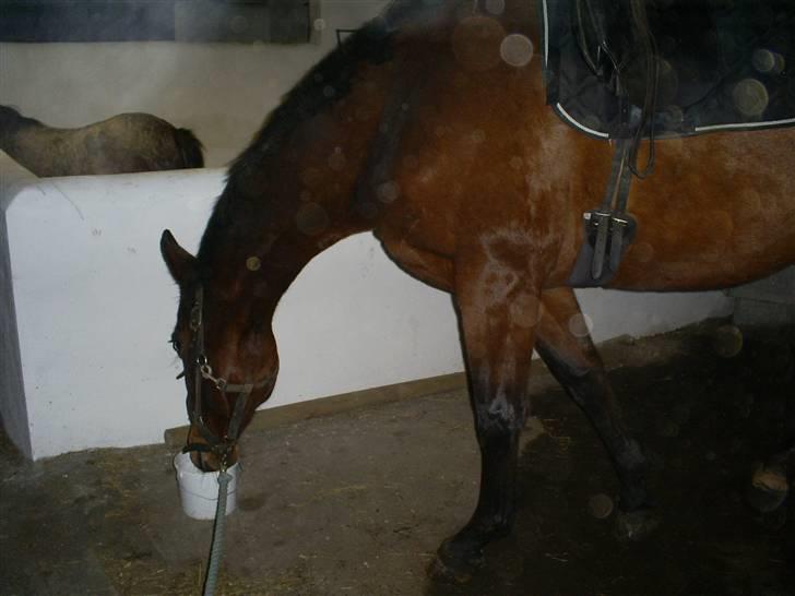 Trakehner Rythuna - Bedre billeder kommer billede 5