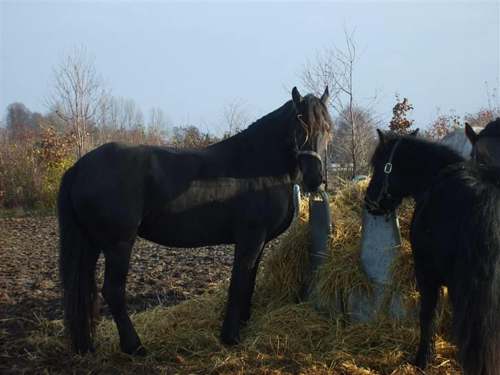 Frieser Griet A *RIP* - Hygge ved halmburet sammen med Black Jack. billede 14