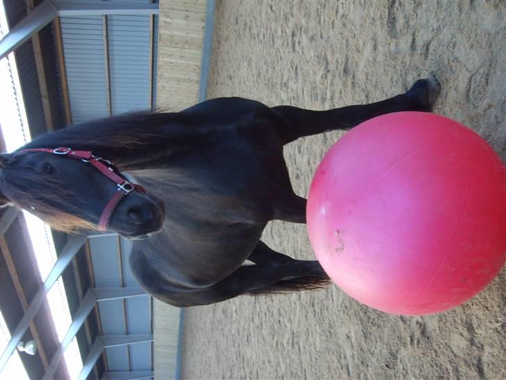 Frieser Griet A *RIP* - Leg med bold. billede 15