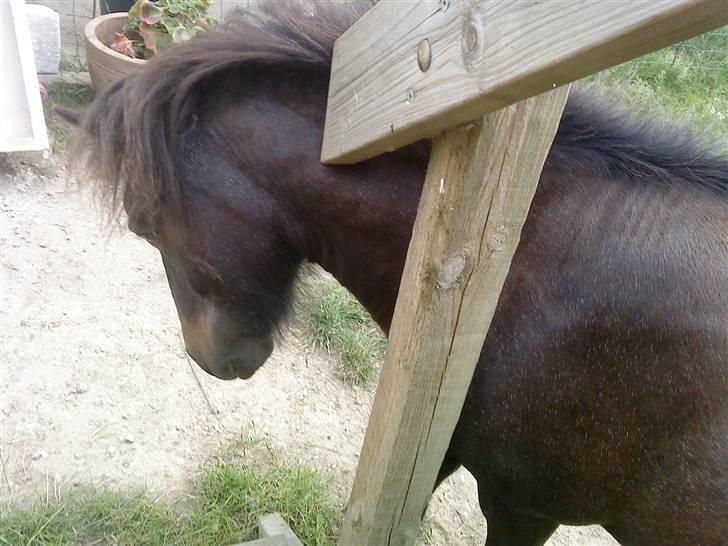 Anden særlig race munik - hold da op det det er degligt  billede 10