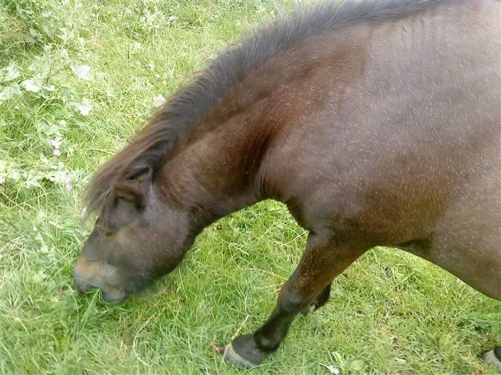 Anden særlig race munik - l frisk græs mmm  billede 11