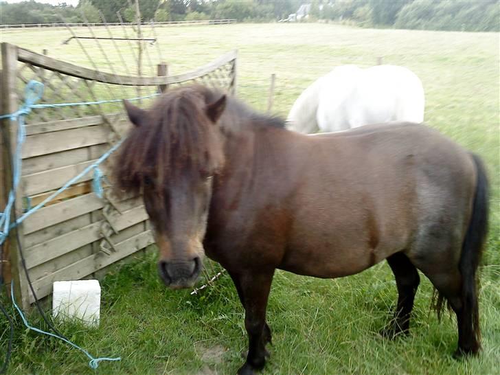 Anden særlig race munik - hvad er det for en tingest  billede 12