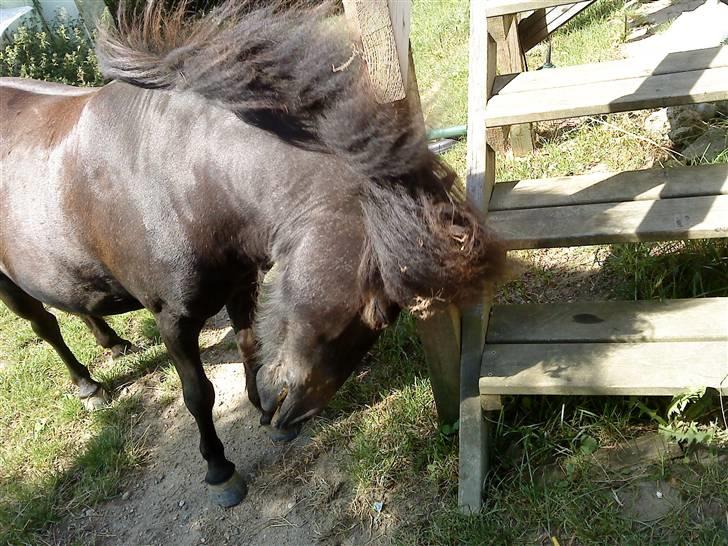 Anden særlig race munik - smuke mig billede 13