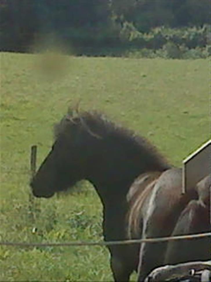 Anden særlig race munik - haha den er go ikke billede 14