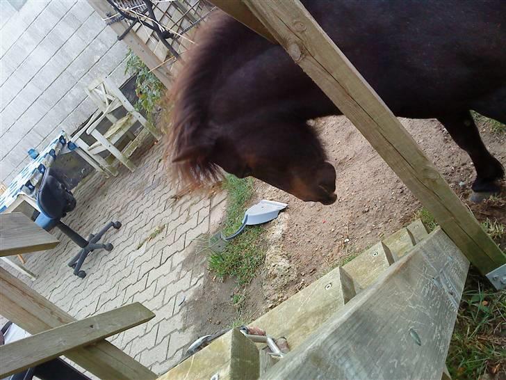 Anden særlig race munik -  er jeg ikk sød billede 15