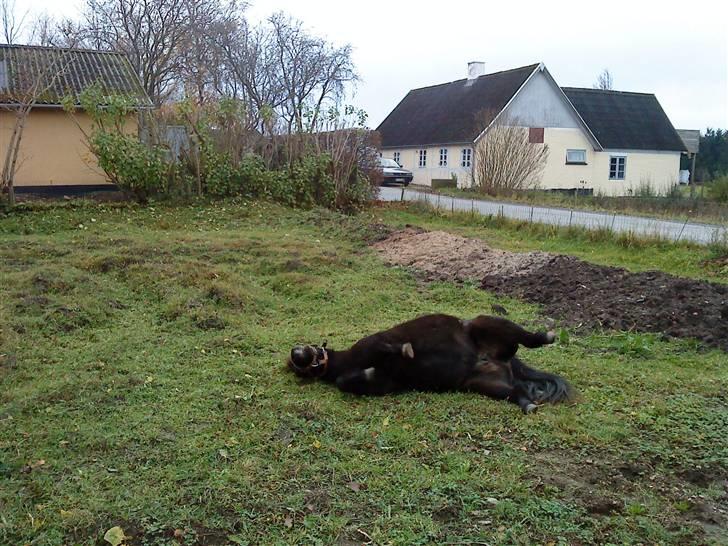 Anden særlig race munik - juhu en rulle tur:) billede 16