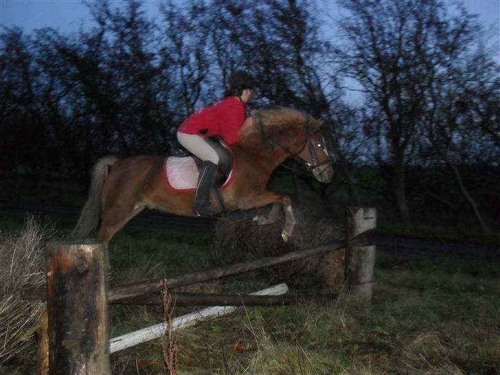 Welsh Pony af Cob-type (sec C) Midnight <3 - du springer næsten alt og så længe vi er sammen er der ikke noget skræmme os<3 billede 10