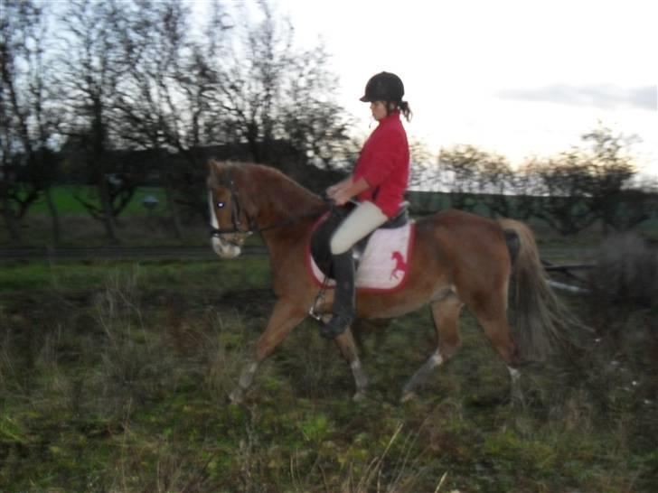 Welsh Pony af Cob-type (sec C) Midnight <3 - du kan, men jeg vil ikke ride dig sådan for du er min engel<3 billede 11