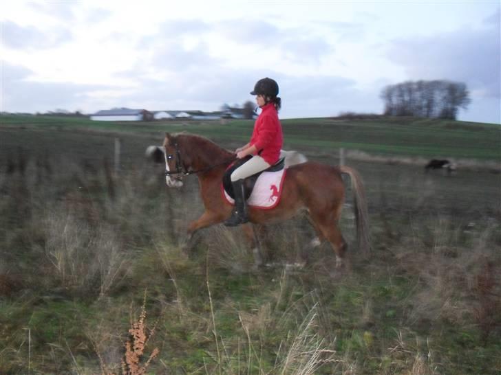 Welsh Pony af Cob-type (sec C) Midnight <3 - vi kunne vinde pramire, men nu vinder vi henandens tillid og jeg giver dig din frihed for det er det vi begge vil  billede 12