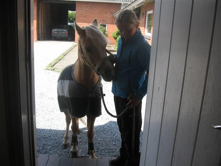 Palomino kosmo  - „Når noget er perfekt, er det ikke fordi det er fejlfrit, men fordi jeg ikke ønsker det anderledes billede 6