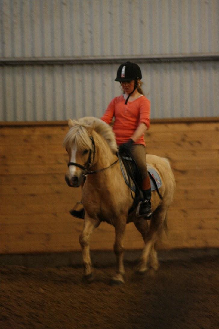 Palomino kosmo  - Aldrig gå efter det du tror du kan. Gå efter det du vil!" billede 7