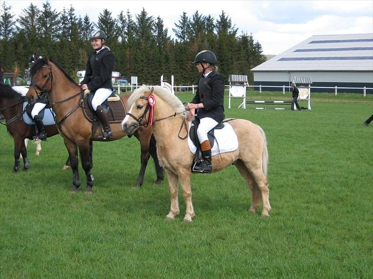 Palomino kosmo  - Succes kommer aldrig tilfældigt. Succes er hårdt arbejde, vedholdenhed, træning, indlæring, masser af ofre og frem for alt stor kærlighed til dét, du gør, eller træner dig op til at kunne gøre.<3  billede 8