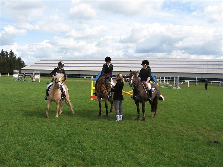 Palomino kosmo  - At elske tager tid, men det er tiden værd.“ billede 9