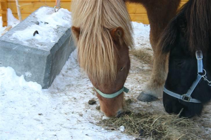 Islænder Geisli frá Hvammi II - Stemningsbillede, 15. nov, 2009 :) billede 16