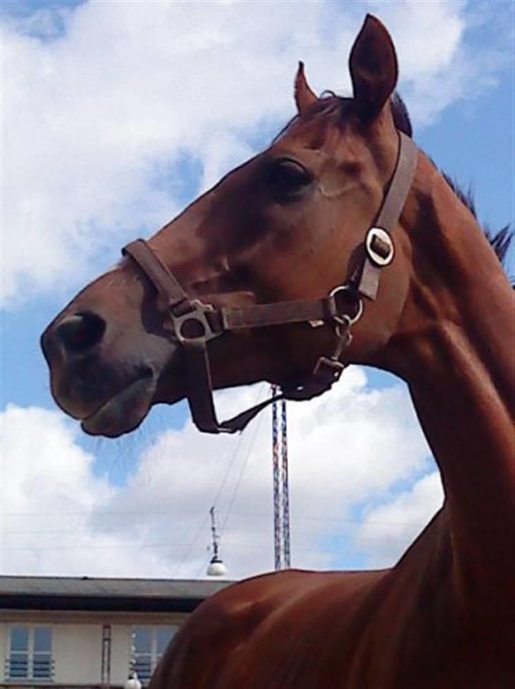 Fuldblod (XX) Zhitomir - Rolig men opmærksom, en flotterik billede 3