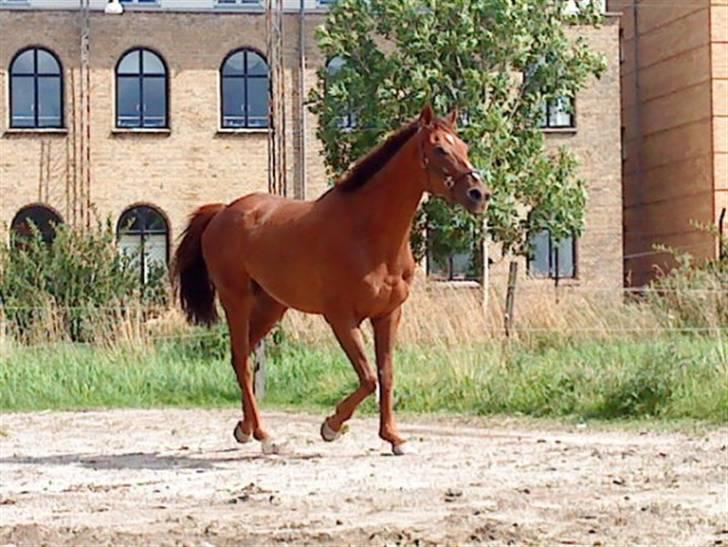 Fuldblod (XX) Zhitomir - Så tager vi lige en runde, ser os omkring fortæller her er jeg!... billede 4