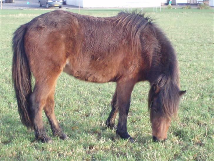 Islænder Ösp fra Vesterheden - 2010 billede 10