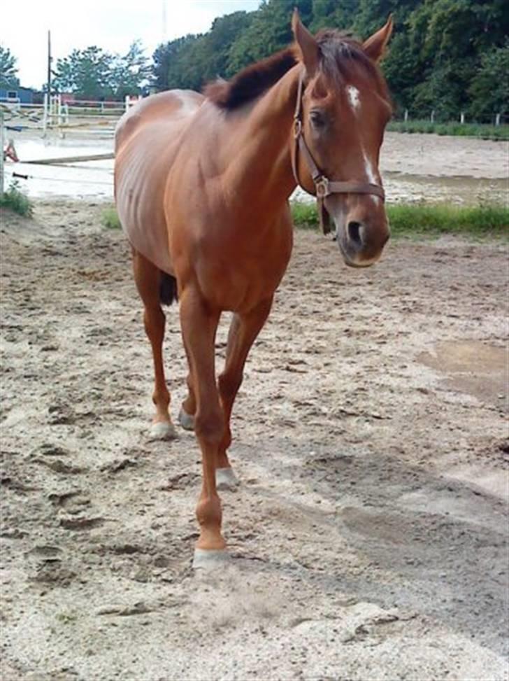 Fuldblod (XX) Zhitomir - Er det ved at være spisetid her er jo intet grønt :) billede 5