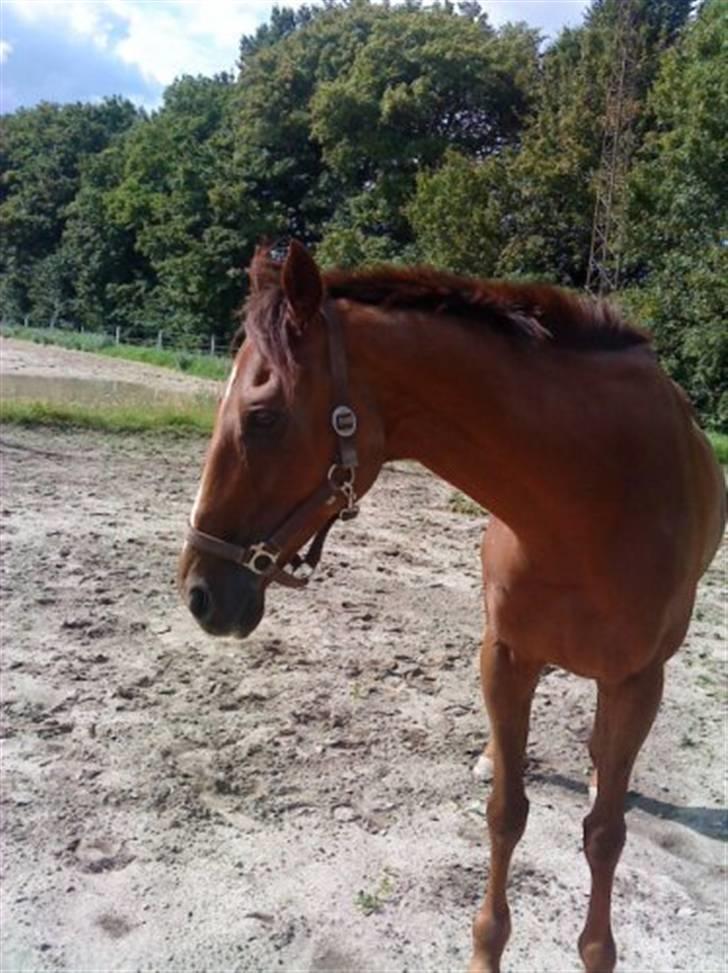 Fuldblod (XX) Zhitomir - Du behøver da ikke være genert Nusseskat billede 6