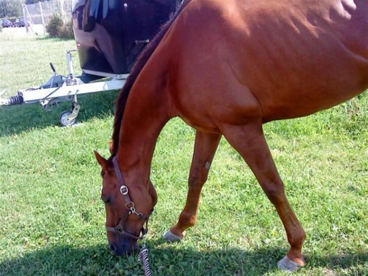 Fuldblod (XX) Zhitomir - Tak! det er bare lykken, Fordi jeg elsker alt det grønne billede 7