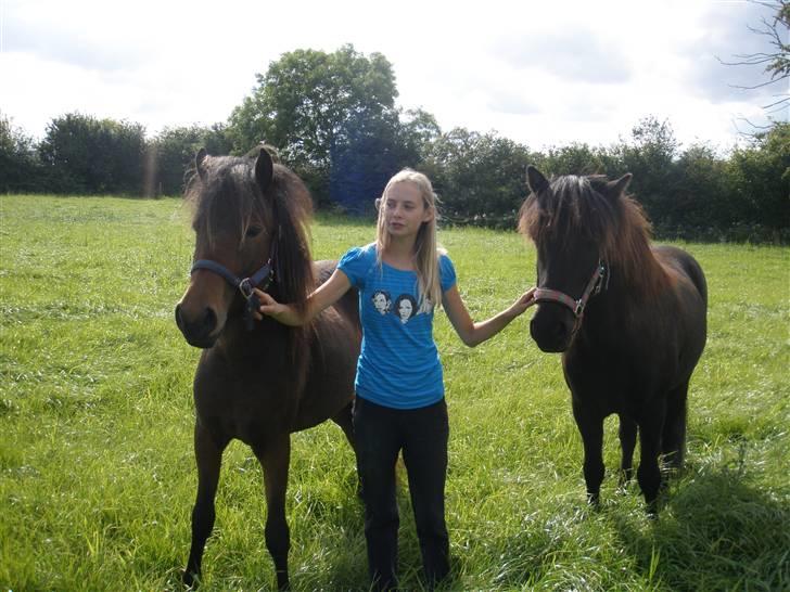 Islænder Ösp fra Vesterheden - 2010 billede 11