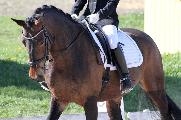 Oldenborg Drisdal's Faith - d. 30/4-2011 . Foto: Malene Madsen billede 13