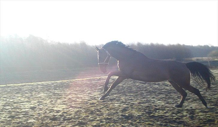 Dansk Varmblod Ponjaei - Vilddyret på fold :) April 2011 billede 24