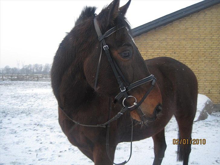 Traver Doit - i sne <3 billede 3