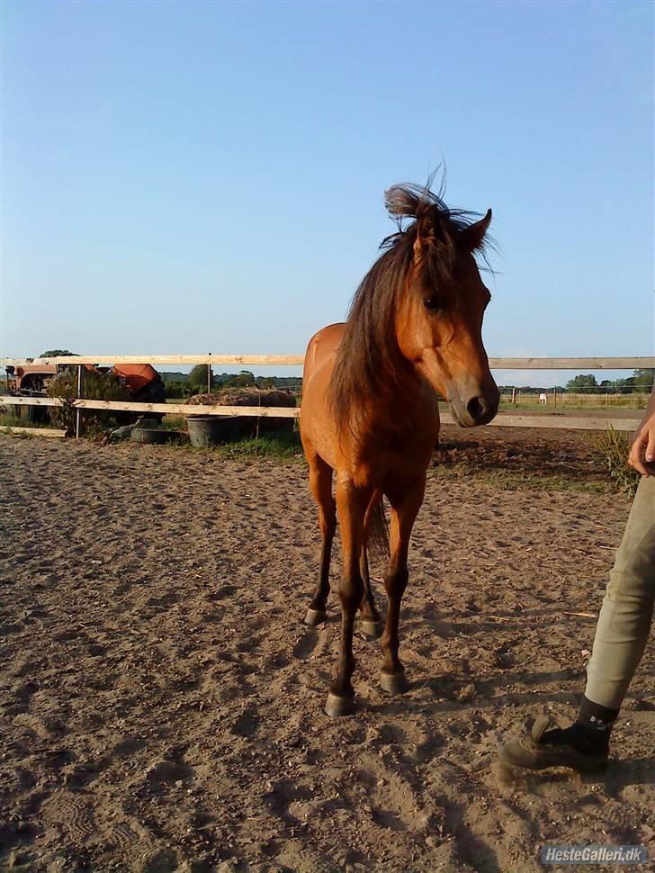 Kaspisk hest Rosmear Arad billede 6