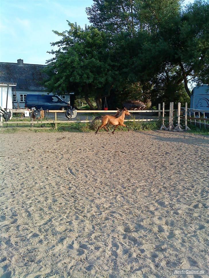 Kaspisk hest Rosmear Arad billede 7