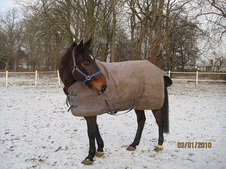 Traver Doit - på fold i sneen :D vinteren 2009 billede 4