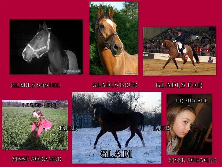 Dansk Varmblod Gladi billede 6