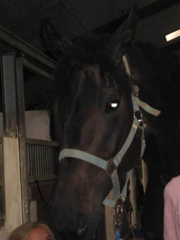 Holstener Pret A Porter (Pomfrit) billede 4