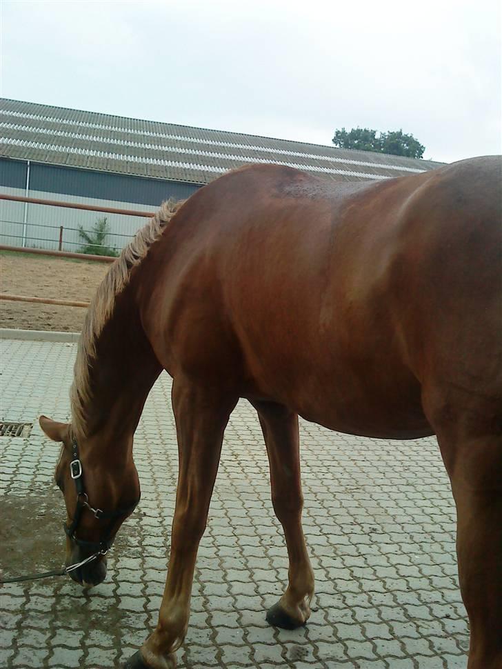 Dansk Varmblod Diban billede 1