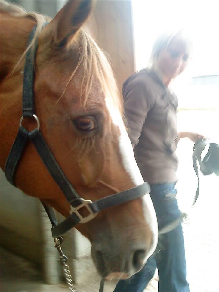 Dansk Varmblod Diban billede 2