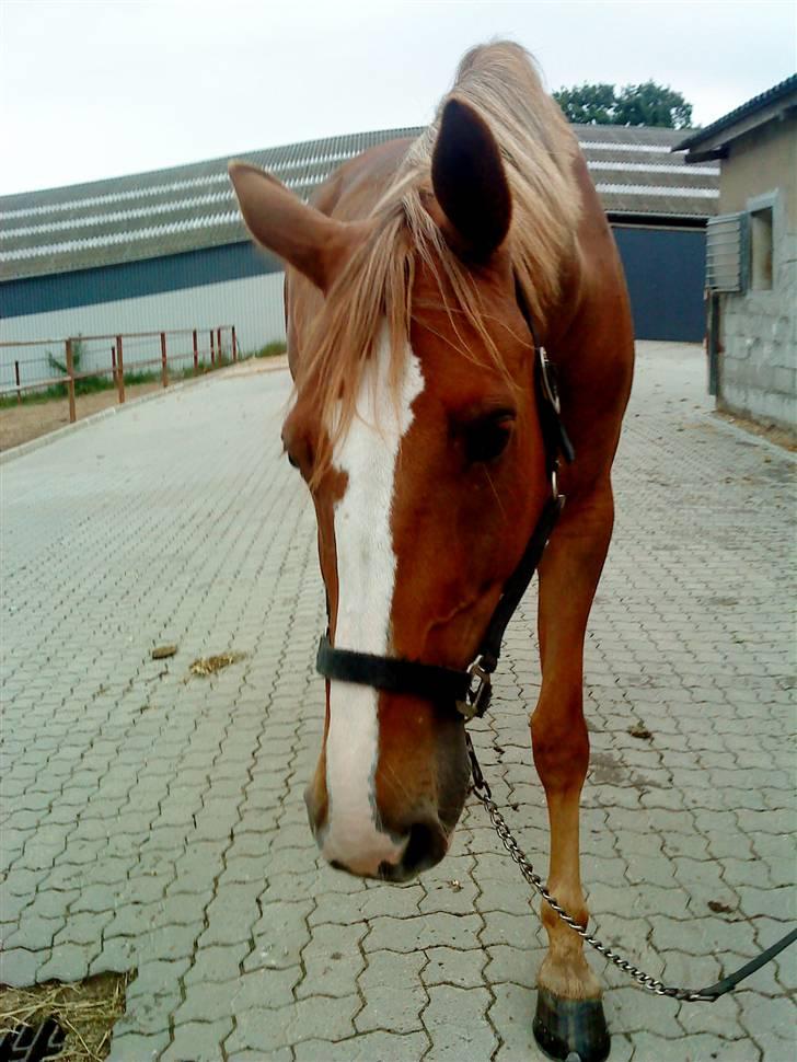 Dansk Varmblod Diban billede 3