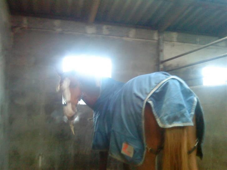 Dansk Varmblod Diban billede 4