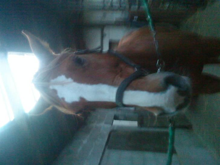 Dansk Varmblod Diban billede 5