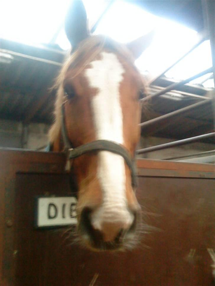 Dansk Varmblod Diban billede 6