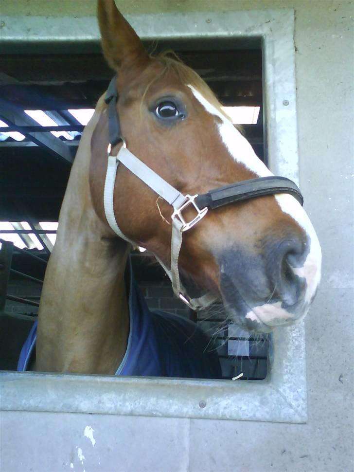 Dansk Varmblod Diban billede 7