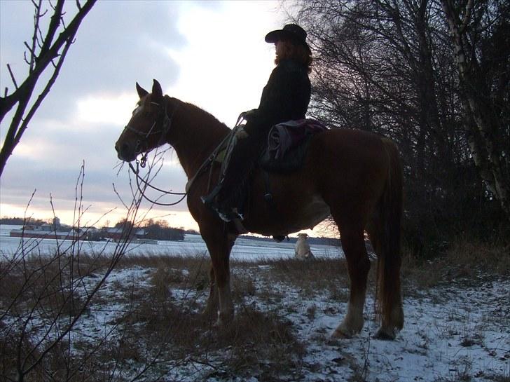 Frederiksborg Silva Nexø - The Lonesome Cowgirl på sin Trofaste Ganger :) billede 10