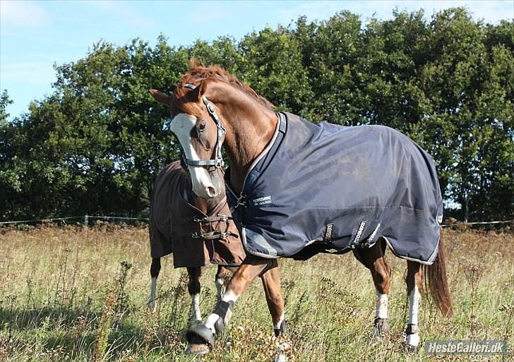 Dansk Varmblod *Lady Flight* GAGA - Kom Olivar, så laver vi benstræk! :) billede 6