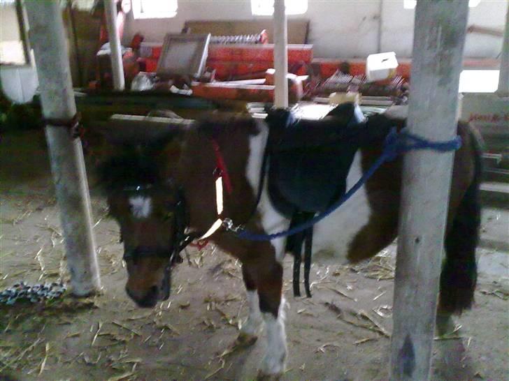 Anden særlig race Bella ( solgt ) - her prøver jeg så mit nye udstyr billede 10