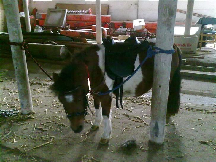 Anden særlig race Bella ( solgt ) - mor så kan du godt tage det her udstyr af igen, istedet for du står der og tager billeder af mig billede 11