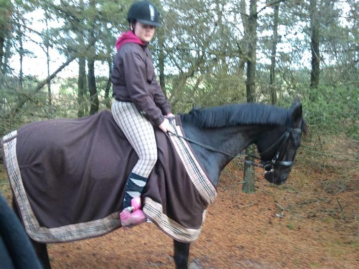 Anden særlig race Kordian gammel part billede 1